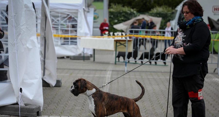 Hanuta von den Schaephuysener Höhen