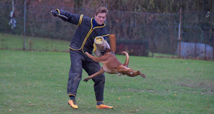 Qualifikationsprüfung in der Gruppe Köln am 02.12.2018