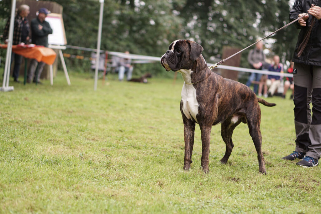 Spezial-Rassehunde-Ausstellung am 04.09.2021 in Mönchengladbach