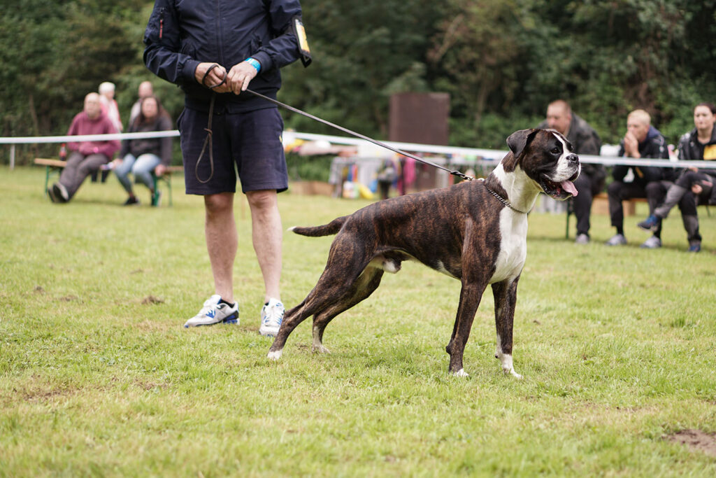 Spezial-Rassehunde-Ausstellung am 04.09.2021 in Mönchengladbach