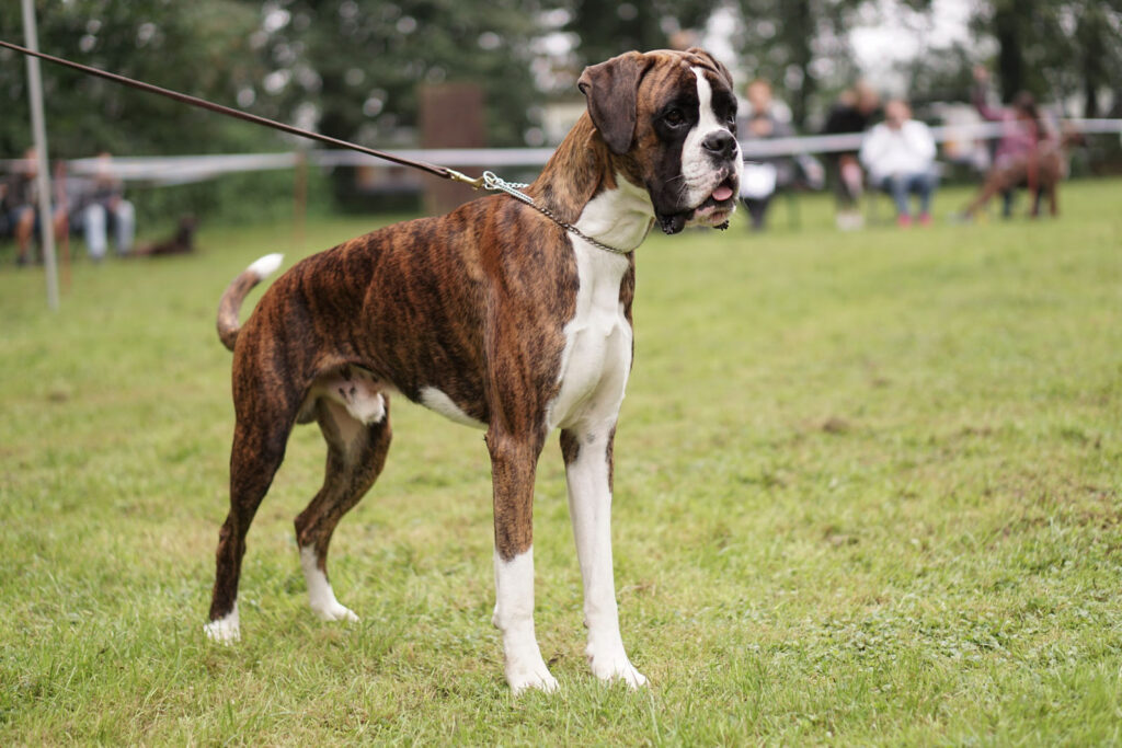 Spezial-Rassehunde-Ausstellung am 04.09.2021 in Mönchengladbach