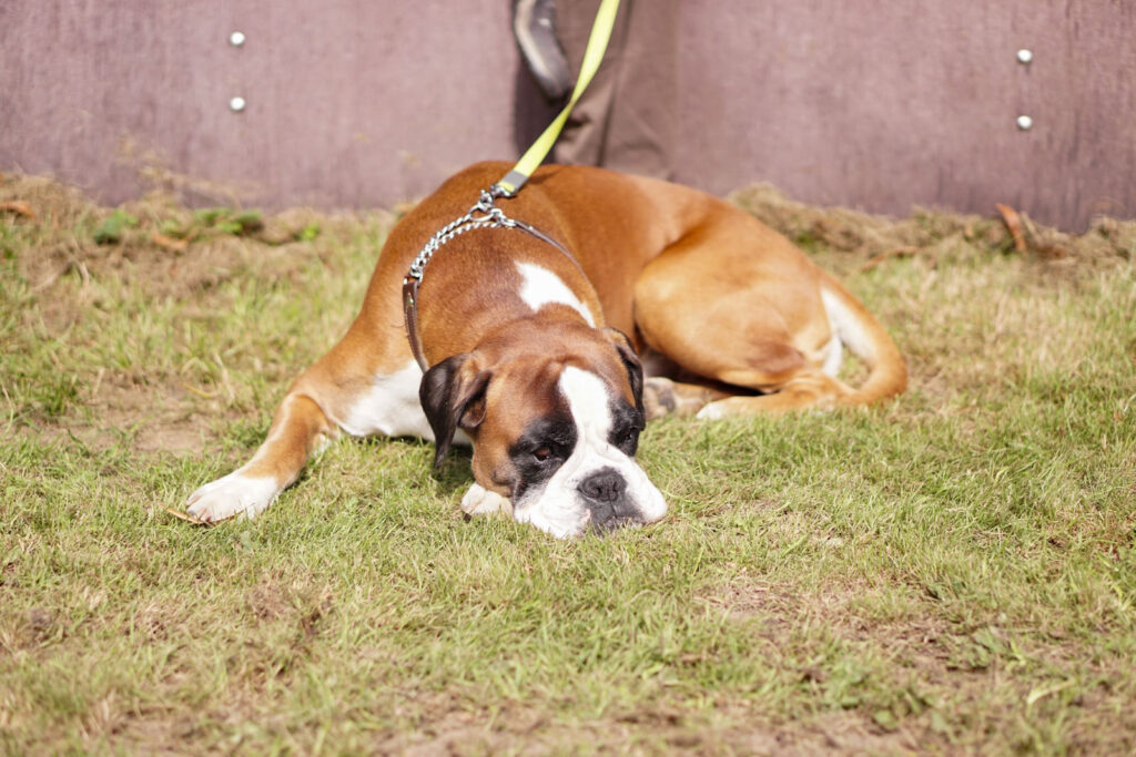 Spezial-Rassehunde-Ausstellung am 04.09.2021 in Mönchengladbach