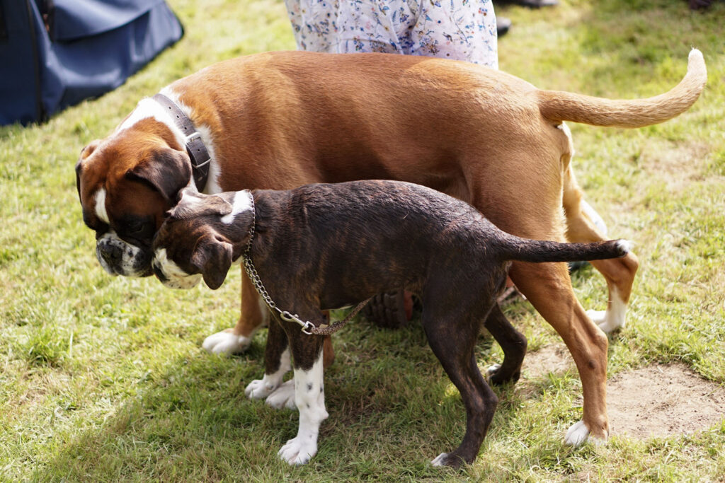 Spezial-Rassehunde-Ausstellung am 04.09.2021 in Mönchengladbach