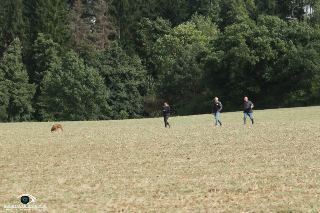 Landesgruppen-Ausscheidungsprüfung FCI-IFH 2023 Gruppe Wachtberg-Villip