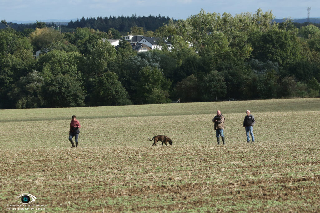 Landesgruppen-Ausscheidungsprüfung FCI-IFH 2023 Gruppe Wachtberg-Villip