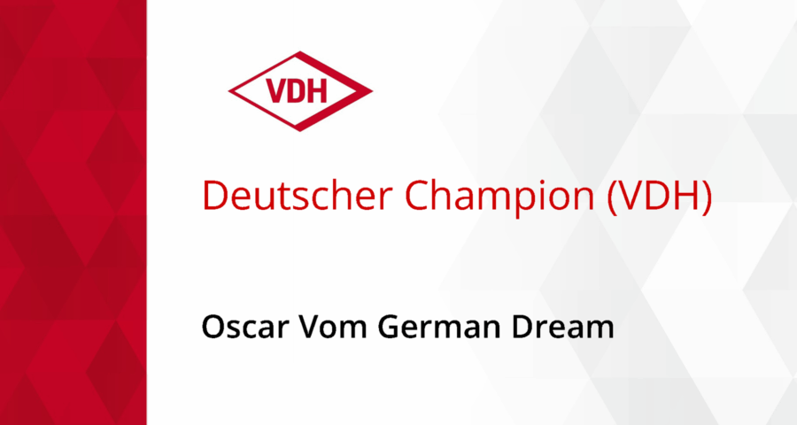 Oscar vom German Dream VDH-Champion Titel