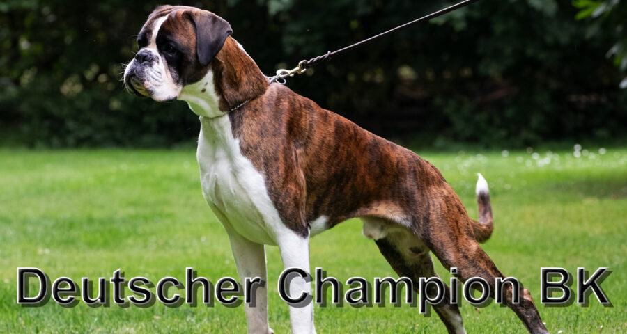 Oscar vom German Dream BK-Champion