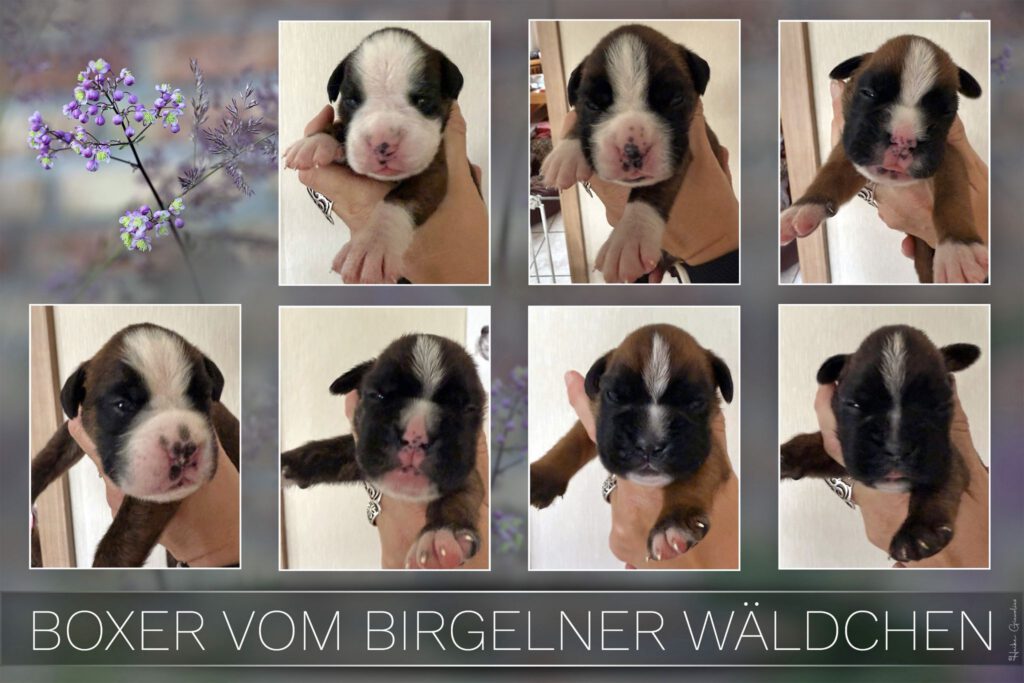 Welpen Birgelner Wäldchen