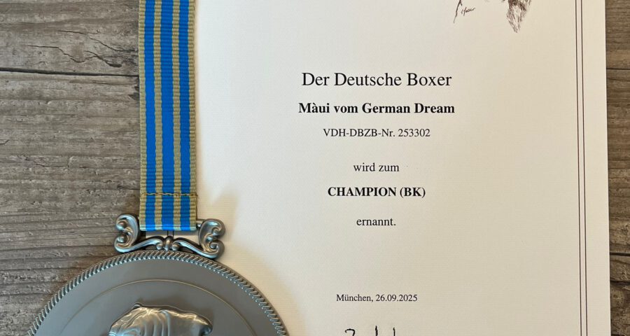 Maui vom German Dream Deutscher Champion BK