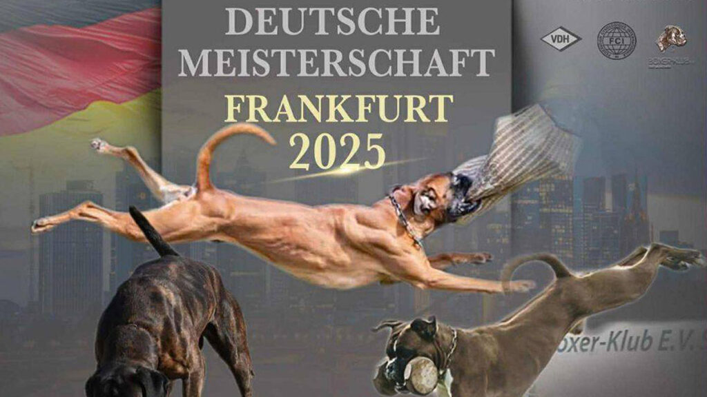 DM IGP 2025 Header