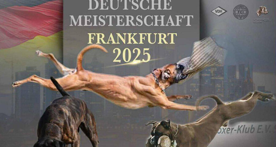 DM IGP 2025 Header