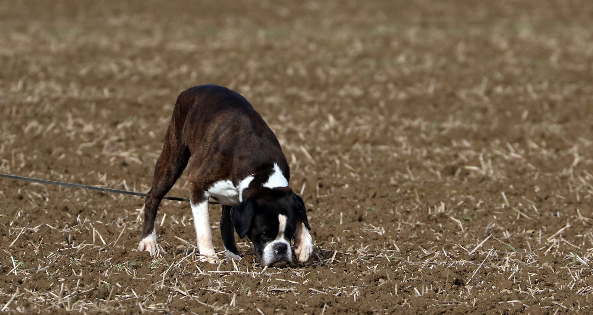 Deutsche Meisterschaft FCI-IFH 2025
