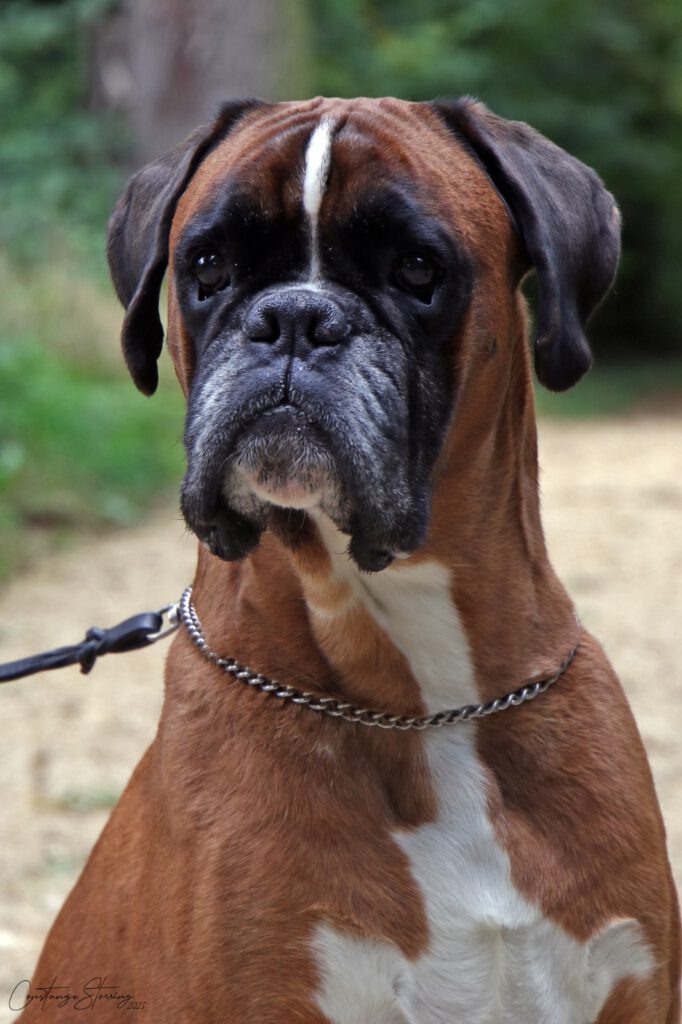 Zoltan vom German Dream