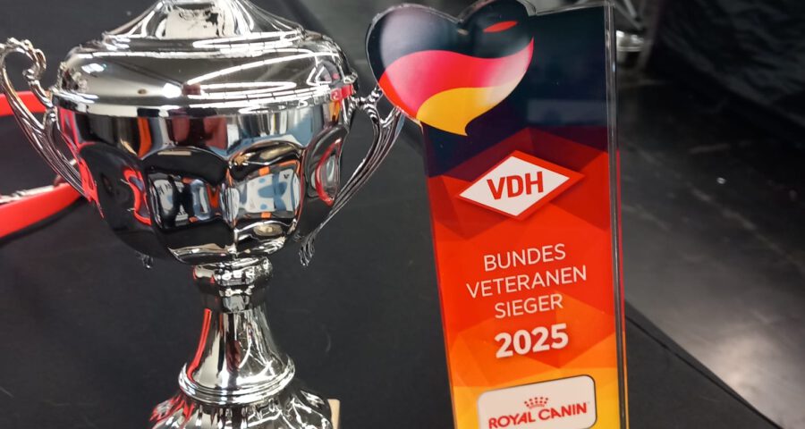 Zoltan vom German Dream Bundes-Veteranensieger 2025