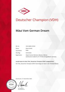 Maui vom German Dream Deutscher Champion VDH
