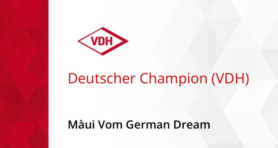 Maui vom German Dream Deutscher Champion VDH