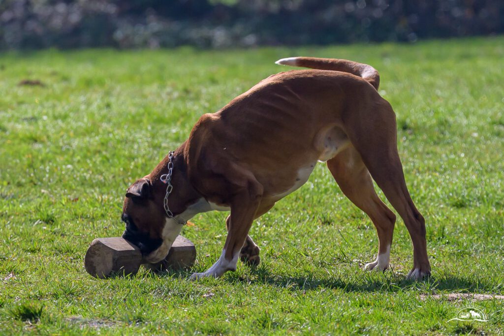 Qualiprüfung IGP 2026 Jülich