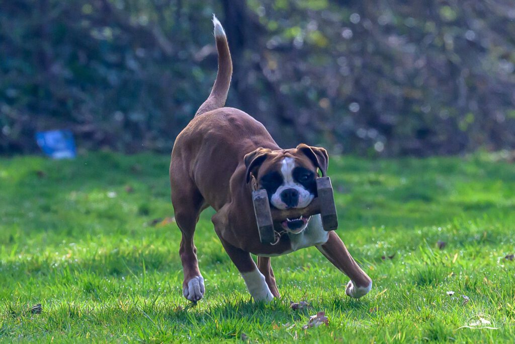 Qualiprüfung IGP 2026 Jülich